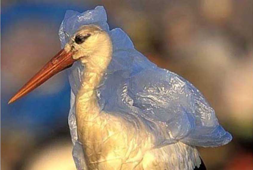 Plastik Poşetlerin Çevre ve Doğaya Zararları