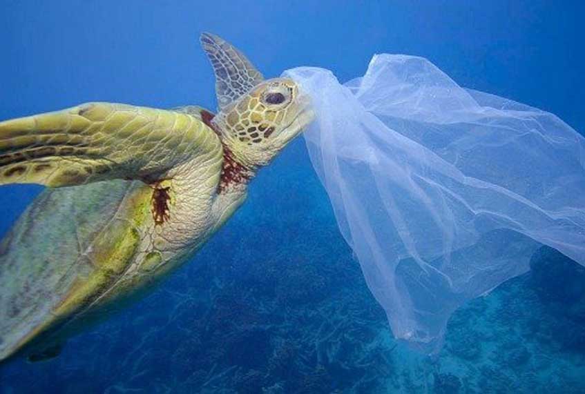 The Story of The Plastic Bag